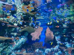 -上海海洋水族馆