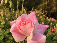 -人民公园(罗湖区)