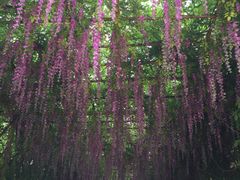 -天适樱花悠乐园
