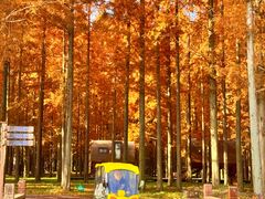 -黄海国家森林公园