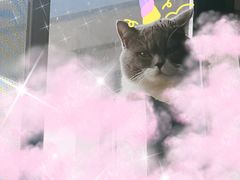 -伟伟宠物医院·瑞派猫友好医院·猫科(光谷店)