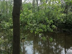 -合肥滨湖国家森林公园