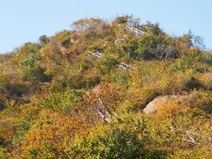 -大岭沟猕猴桃谷风景区