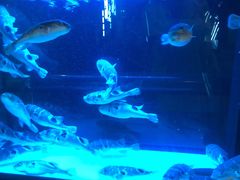 -肆月河豚·淮扬菜·湘菜(华天店)