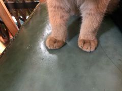 -李小姐の猫咖啡馆(五角场店)