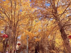 -金塔沙漠胡杨林景区