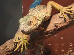 -上海大自然野生昆虫馆