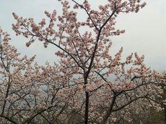 -北京凤凰岭