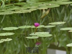 -国家植物园南园