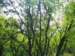 -北京西山国家森林公园