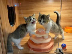 -猫十亿·布偶金渐层·曼基康矮脚猫舍(青年路店)