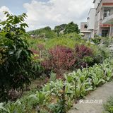 到花都炭步乡村游观后感！