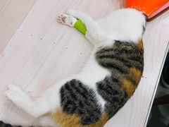 -贝利宠物医院·骨科·眼科·肿瘤转诊中心(南坪诊疗中心)