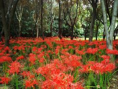 -郑州植物园