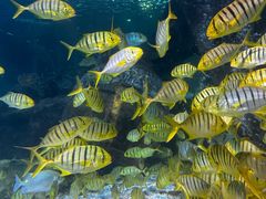 -太平洋海底世界