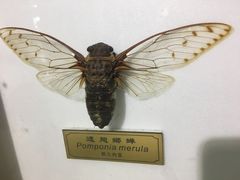 -上海昆虫博物馆