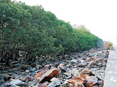 -宝安西湾红树林湿地公园