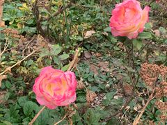 -北京西山国家森林公园