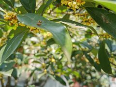 -灯盏窝饭店(新都分店)