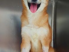 -瑞派·关忠动物医院·异宠专科·犬猫肿瘤·皮肤专科(望京店)
