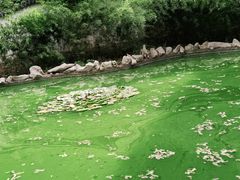 -原山国家森林公园