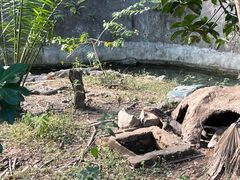 -野象谷景区