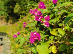 -火炉山森林公园