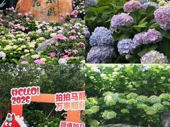 -天适樱花悠乐园