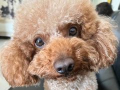 -宠福鑫康馨动物医院·骨科·眼科