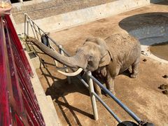 -西霞口神雕山野生动物世界