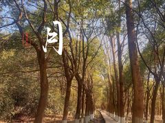 -九科绿洲