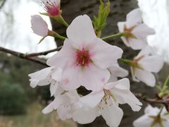 -顾村公园