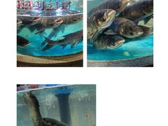 -魏铭鱼头捞饭(晋阳路店)