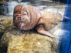 -海合安成都极地海洋公园