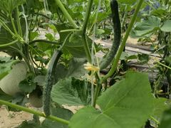 -庞各庄翠芳园西瓜蔬菜基地采摘园