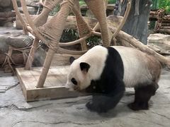 -灵玲国际马戏城