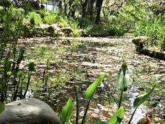 -陈家山荷花公园