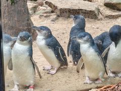 -费瑟代尔野生动物园