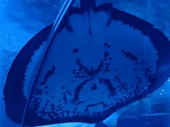 -上海海洋水族馆