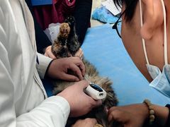 -瑞派·关忠动物医院·猫专科·犬专科(三环新城店)