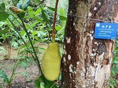 -中国科学院西双版纳热带植物园