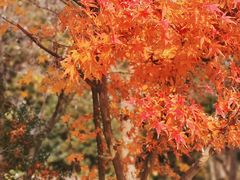 -上海佘山国家森林公园西佘山园