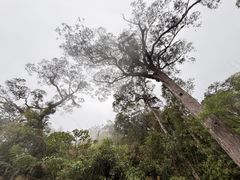 -海南热带雨林国家公园吊罗山景区