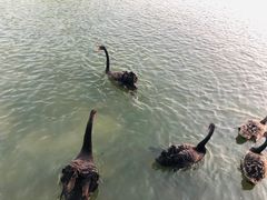-五缘湾湿地公园