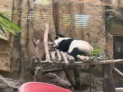 -成都动物园