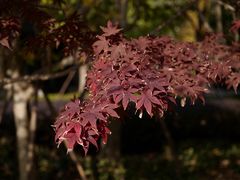 -上海市龙华烈士陵园