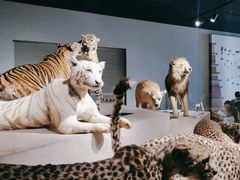-上海自然博物馆