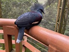 -新加坡飞禽公园