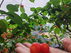 -正宗火盆自助烧烤·烤全羊·柴火鸡(龙泉山店)