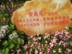 -深圳仙湖植物园